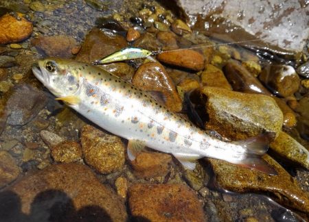 渓流ミノーイング